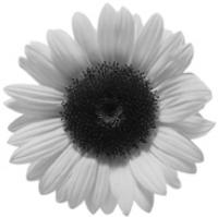 linpha logo